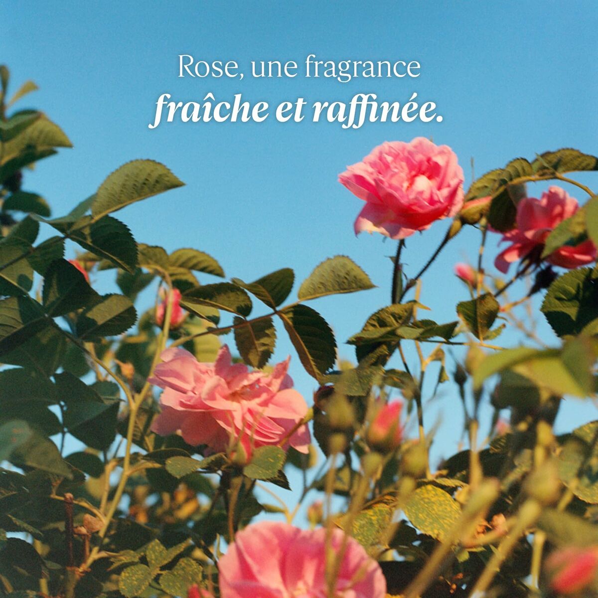 Moisturising Foot Cream L'Occitane En Provence ROSE L'OCCITANE 30 ml-3